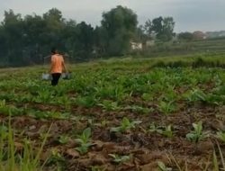 Pemkab Pamekasan Tetapkan BPP Tembakau, Pabrik Belum Tentukan Pembelian