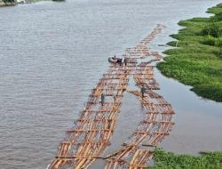 Heboh ditemukan 600 batang Kayu Gelondongan ilegal di Ketapang Kalbar