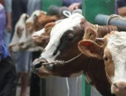 Diduga Tinggal Dua Ekor, Bantuan Sapi di Desa Karang Duwek Tuai Sorotan