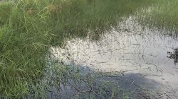 Aset Negara Dirusak, Jaringan Irigasi di Desa Lunuk Ramba Ditutup Mati Dalam Kegiatan Peningkatan Jalan, Dinas PUPR Kapuas dan BWSK II Diduga Saling Lempar Tanggung Jawab, APH Jangan Bungkam.