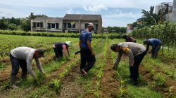 Optimalkan Hasil Panen Jagung, Pak Bhabin Bersama Kelompok Tani Monitoring dan Perawatan Tanaman