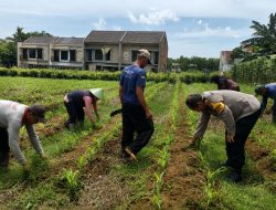 Optimalkan Hasil Panen Jagung, Pak Bhabin Bersama Kelompok Tani Monitoring dan Perawatan Tanaman
