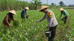Pak Bhabin Motor Ketahanan Pangan, Aiptu Suwandi Dampingi Petani Rawat Jagung Target Panen 3,5 Ton