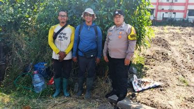 Jagung Mulai Bertongkol, Polisi dan Petani Bandungrejosari Optimistis Panen Hingga 30 Ton